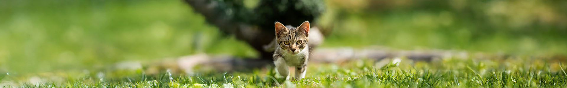 Gumicat *9 kilos